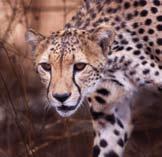 Korean leopard (also known as Amur leopard) very endangered; fewer than 50 remain Cheetah (Acinonyx jubatus) IFAW/D.