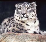 survive only in Iran Snow leopard (Panthera uncia) IFAW Mountain lion, or Puma (Puma concolor) istockphoto/andrea Poole Endangered : about 4,000 6,500 snow