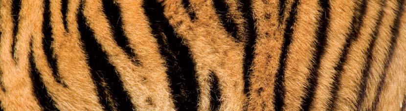 For thousands of years, these big, striped cats have been symbols of beauty, charm, luck, and power.