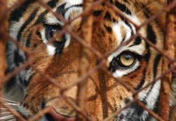 RUSSIA Tigers Under Threat In the twentieth century, three types of tigers disappeared or became extinct forever: Caspian tigers, Javan tigers, and Bali tigers.