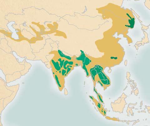 This is forcing wild tigers to live in small islands of habitat Caspian Sea INDIA Estimated tiger range Former Current CHINA THAILAND MALAYSIA INDONESIA KOREA that are not connected a process called