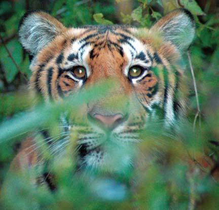 Focus Country: India More wild tigers live in India than anywhere else. At the beginning of the twentieth century, about 40,000 tigers lived there. However, in 2009, as few as 1,411 tigers were left.