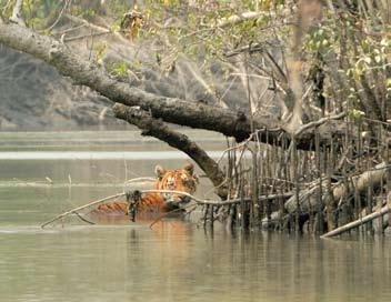 Project Tiger began by setting aside nine large forested areas as tiger reserves. By 2009, the number of tiger reserves in India had grown to 37. Wild tigers need the right kind of habitat to survive.