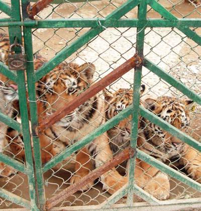 Tiger cubs are separated from their mother at an early age on a tiger farm in China.