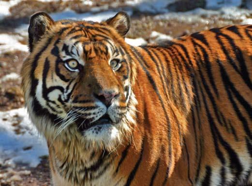 IFAW supports tiger patrol teams that protect the Amur tigers remaining in the Russian Far East. There are fewer than 300 400 tigers left in Russia.
