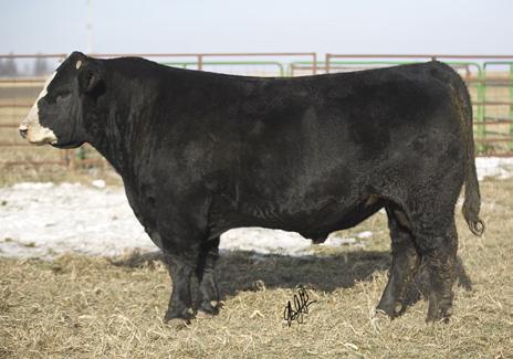 SWSG 2 0 1 5 Southwest Simmental Group Spring Production Sale Selling Simmental, SimAngus & Club Calf Bulls, Breds & Golden Acres Bull AI d to I-80,