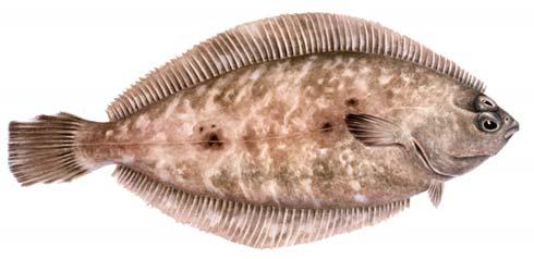 Seafood Watch Pacific Flatfishes Report July 31, 2009 Seafood Watch Seafood Report Pacific Flatfishes Alaska plaice (Pleuronectes quadrituberculatus) Arrowtooth flounder (Atheresthes stomias) Dover