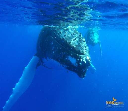 LAGOON EXCURSIONS WHALE WATCHING Unforgettable snorkeling in the most beautiful