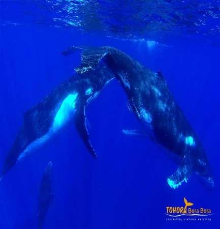 3-12 years 18 000XPF/ pers 12 500 XPF/ pers OPTION 2: whale watching full day