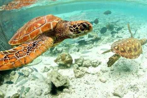BORA BORA TURTLE CENTER ADOPT A BABY CORAL Become a marine biologist and do your part for the environment and help protect our marine life by building and adopting a baby coral that will later be