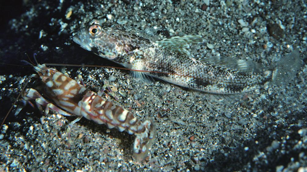 margin, a middle dark brown stripe, and a row of large, dark brown, bilobed spots along base; dorsal part of caudal fin with an oblique, blackishedged, bluish white band. Figure 2.