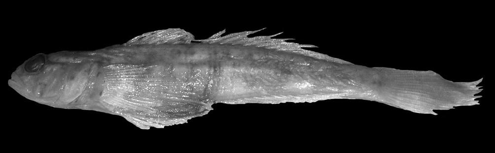 New species and new records of gobiids from the Red Sea Figure 7. - Vanderhorstia ornatissima Smith, 1959, preserved specimen, USNM 339586, female, 44.3 mm SL, Zubayr Island, Yemen, Red Sea (Photo M.