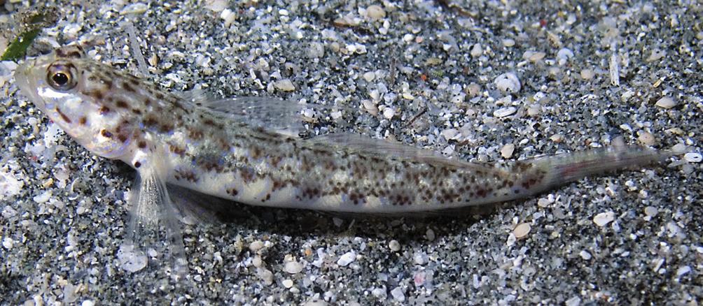 Miller (1988b) suggested reassigning this species to the genus Acentrogobius based on the cephalic lateralis system. However, the pattern of suborbital sensory papillae of A.