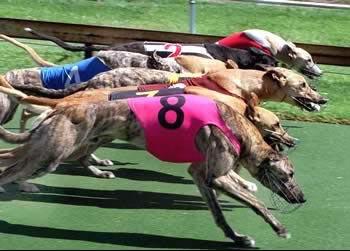 GREYHOUNDS Greyhound racing is another fantastic bet using this system.