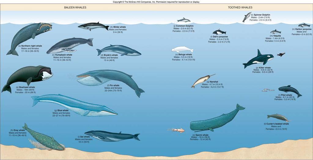 4. Order Cetacea largest group of marine mammals, whales, dolphins & porpoises a.