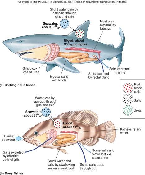 E. Regulating Internal Environment (diff. betw. cartilaginous & bony fish) (fig. 8.18). Cartilaginous and bony fishes are osmoregulators meaning that they keep a constant internal environment.