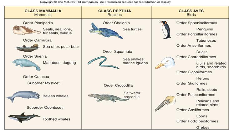 Marine Reptiles, Birds, & Mammals (Chapter 9) I. Land dwelling vertebrates (tetrapods) had to adapt to harsher environment on land. What did they evolve in order to do this?