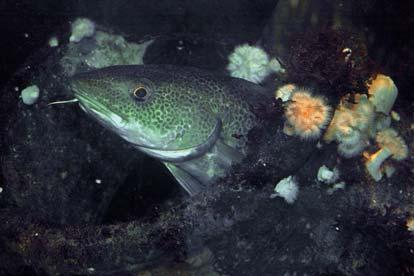 Cod live in deep cold waters close to the sea fl oor, though when it is dark they may also rise up closer to the surface.