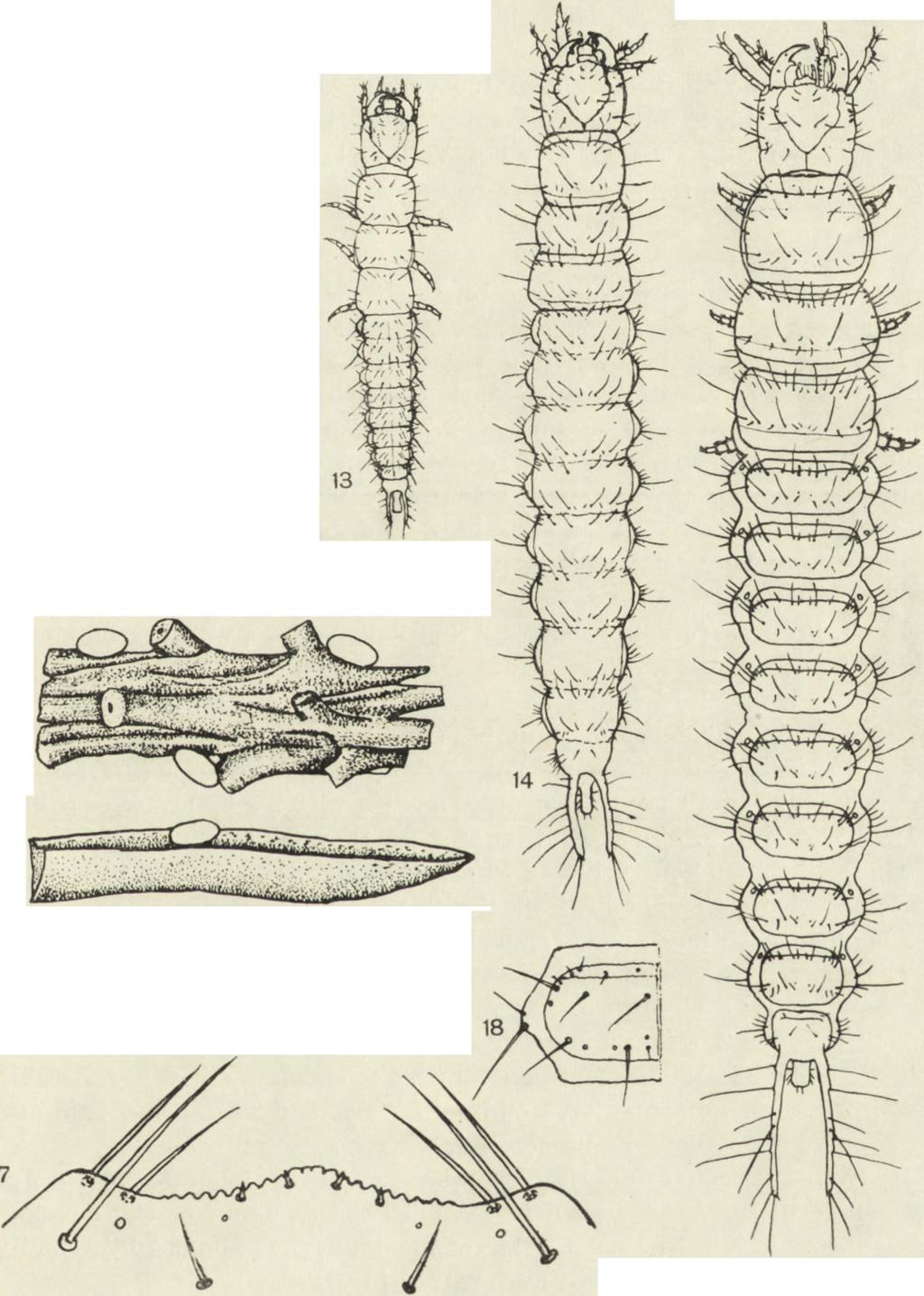 fir; 13-15 larva, dorsal view;