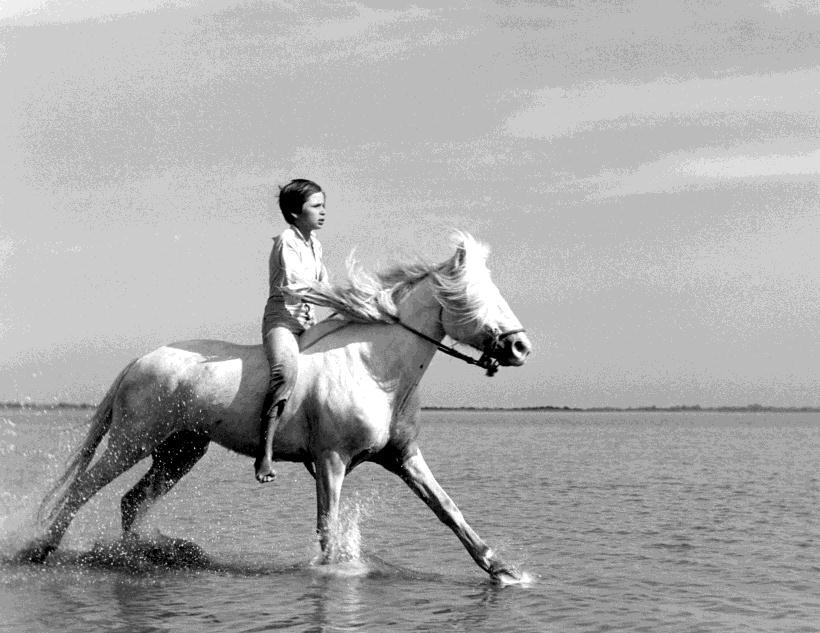 About White Mane In the marshes of Camargue, France, a herd of wild horses roam free. Their leader is a handsome white-haired stallion named White Mane (Crin Blanc in French).