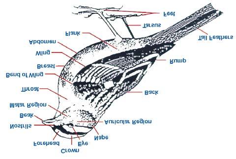 The ground phase allows the bird to get started moving forward in order for the wings to provide the necessary lift.
