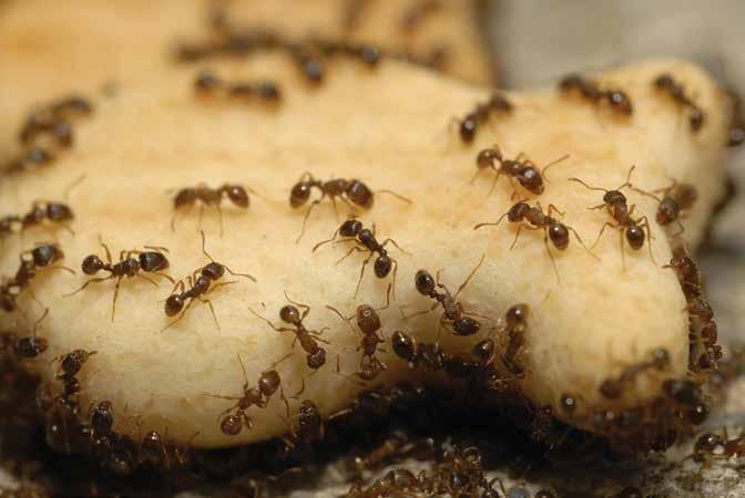 2 Identification and biology: Ants General To ensure effective and efficient control, it is essential that the target insect is suitably identified.