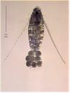 3. Phylum Arthropoda, Class Crustacea, Order Copepoda a. Taxonomy i.