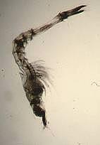 4. Phylum Arthropoda, Class Crustacea, Other Crustacea a.