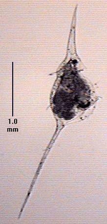 III. Zooplankton Ecology A. Avoiding Predation 1. Mechanical a. Size (too small or too large) b.