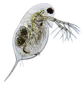 2. Phylum Arthropoda, Class Crustacea, Order Branchiopoda a. Taxonomy i.