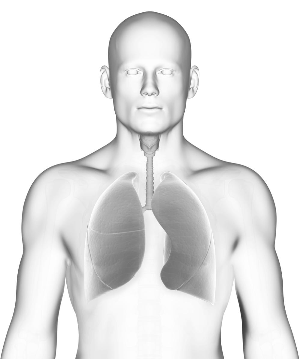 Airway Anatomy and How it Works?