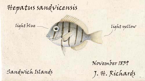 What can you learn from a field drawing? Directions: For each drawing, find the kinds of information from the list below. Name of fish s Example Match the type to the information circled.
