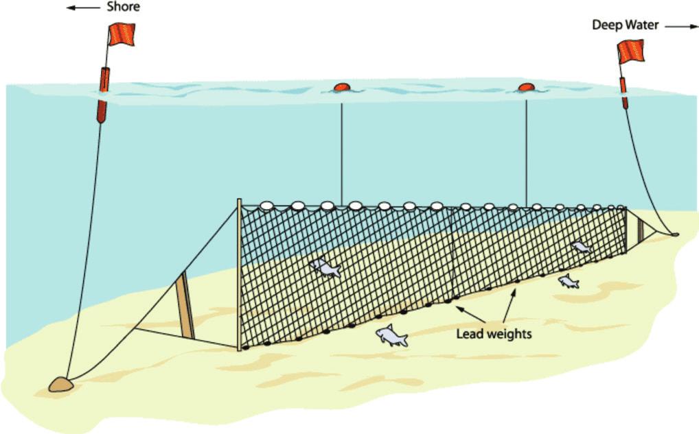 Figure 1. Gill net commonly used to catch shad and other fishes in the York River. (Figure courtesy of Michigan Sea Grant. http://www. miseagrant.umich.edu/nets/largegill.