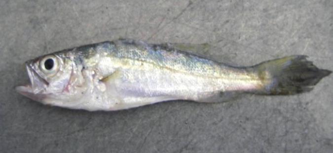 Threats to shad, herring, and menhaden include overfishing, habitat degradation (particularly water quality changes due to nutrient and sediment loading), and pollution.