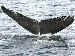 ALLIED WHALE PHOTO ID When humpback whales dive deep, they frequently lift their 10-15 foot wide tails (flukes), high in the air.