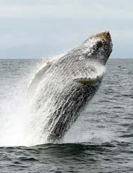 HUMPBACK WHALE Humpback whales have been returning annually to the Gulf of Maine for