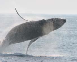 When prey are found in dense schools near the surface, humpbacks will team up in cooperative