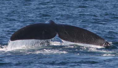 unique to each finback whale.