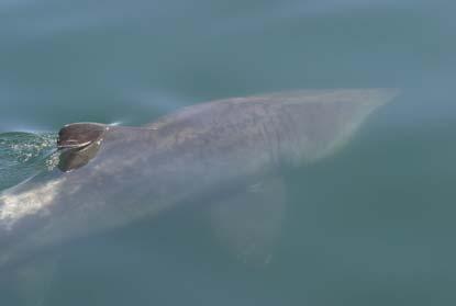 SIGHTINGS Daily Sightings: Harbor Porpoise