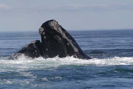 Sightings: Humpback Whale Finback Whale