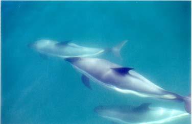 Long-finned Pilot Whale Bottlenose Dolphin
