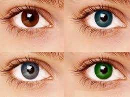 Allele Variation of a gene Example: Gene = eye color Allele = brown or