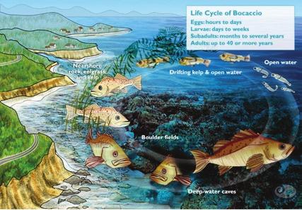 Ecosystem-based management takes a big-picture approach Fig, 8, http://www.piscoweb.org/files/images/smr/bocacciolifecycle.