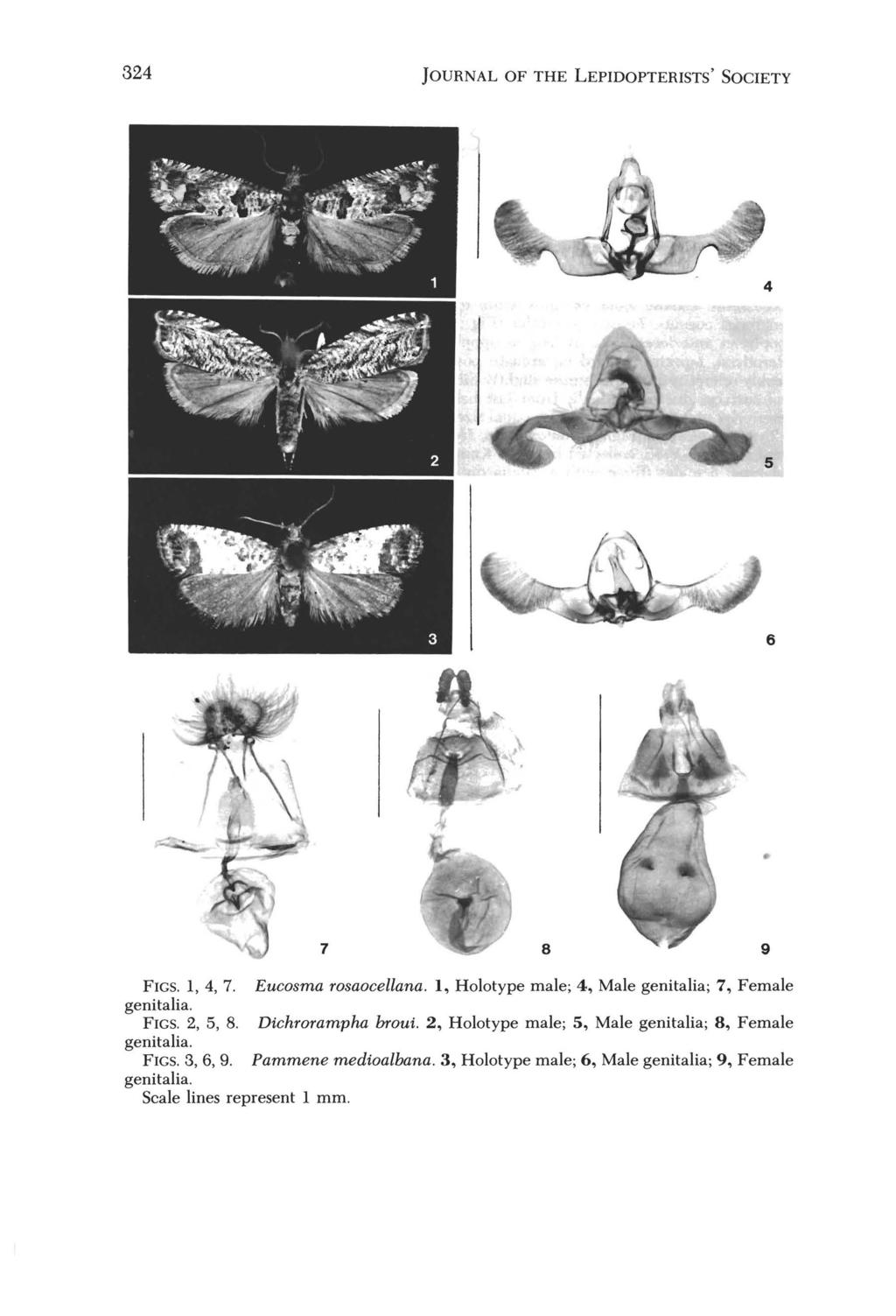 324 JOURNAL OF THE LEPIDOPTERISTS' SOCIETY FIGS. 1,4,7. Eucosma rosaocellana. 1, Holotype male; 4, Male genitalia; 7, Female FIGS. 2, 5, 8. Dichrorampha broui.