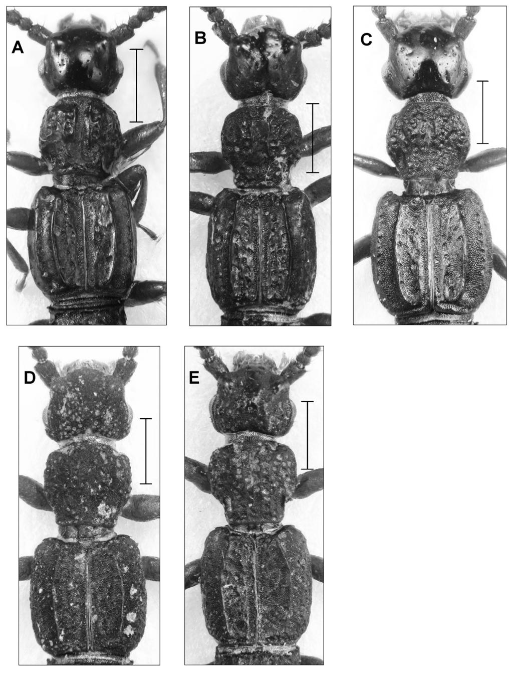 Irmler, U: The neotropical genus Glyptoma Erichson, 1839 Figs 20: Fore body of Glyptoma