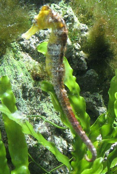 Newsletter Page 3 Island s Enchanting, Endangered Seahorses April 14, 2011 by bernews It s easy to understand why Bermuda s endangered seahorses remain an enduring source of fascination: with a head