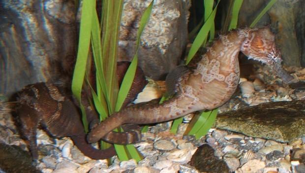 And perhaps what most distinguishes seahorses from the rest of the animal kingdom is their unique life history the males become pregnant and give birth Sadly, the mystique which draws people to