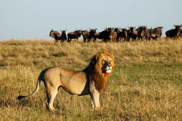 Warriors & Wildlife: An Africa