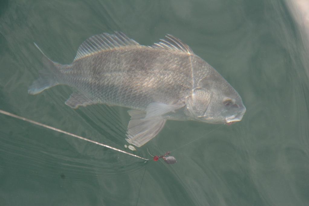 Well, it is time to start beating your drum...oops I mean getting an opportunity to catch some nice black drum! It s that time of the year!