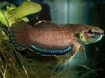 Sexing: Both sexes can display an anal stripe but the Male is very pronounced. Males may have a much deeper color almost to a brick red color.